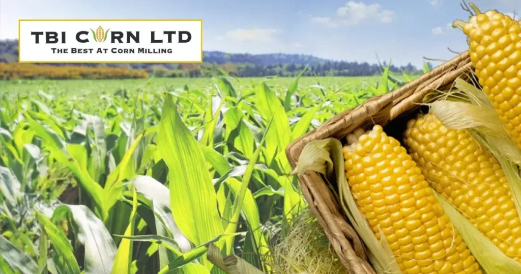 TBI Corn IPO allotment expected on June 5